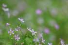 USA, Washington State, Seabeck. Siberian miners lettuce flowers close-up. Art Print